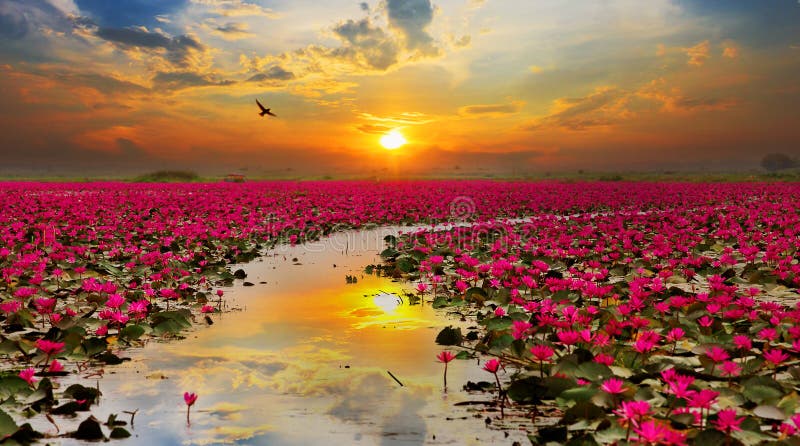 Fleur de lotus en hausse de soleil photo stock Fleur de lotus en hausse de soleil photo stock