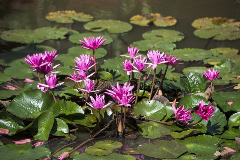 FLEUR DE LOTUS DE JARDIN DU KAMPONG THOM DU CAMBODGE photographie stock libre de droits FLEUR DE LOTUS DE JARDIN DU KAMPONG THOM DU CAMBODGE photographie stock libre de droits