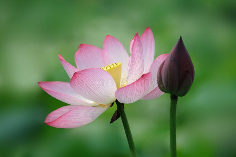 Fleur de lotus rose avec le bourgeon