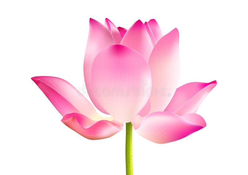 Fleur de lotus rose en floraison sur un vecteur d'arrière-plan blanc illustration