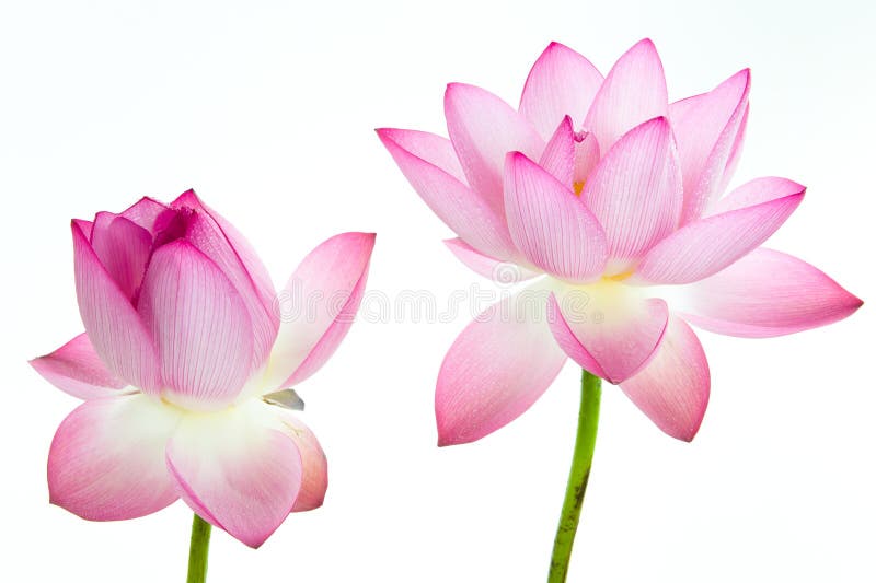 Fleur de lotus rose et fond blanc.