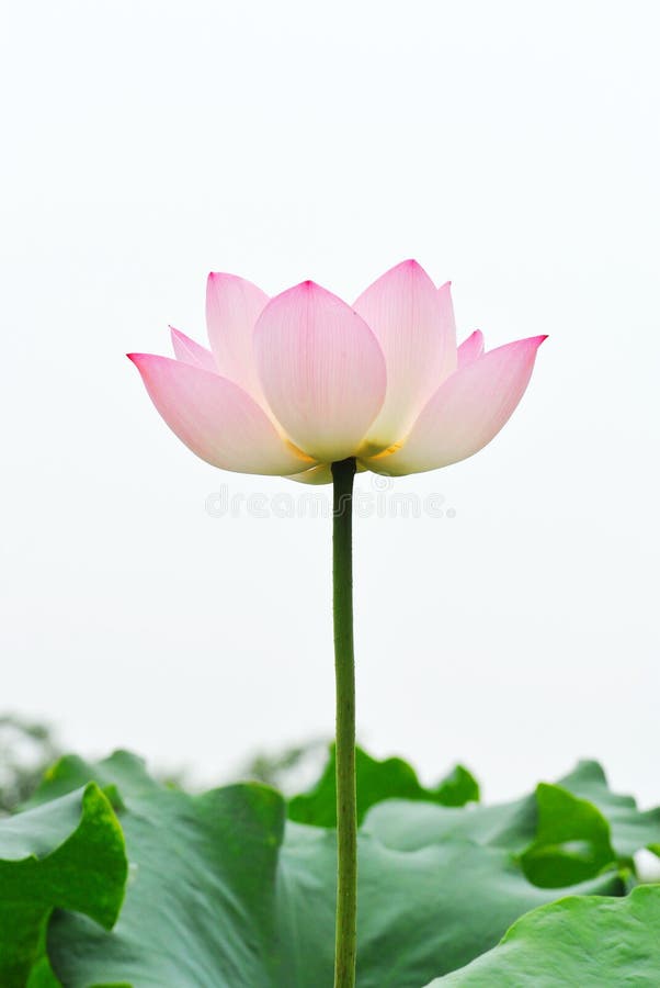 Fleur de lotus rose sur le fond blanc