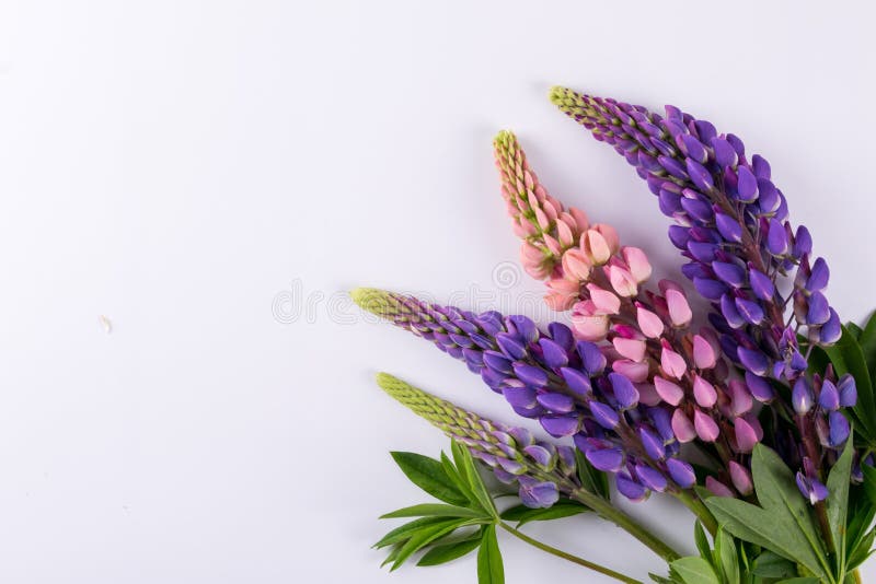 Fleur de loup de lilas et de rose sur un fond blanc Fleur d'été photos libres de droits Fleur de loup de lilas et de rose sur un fond blanc Fleur d'été photos libres de droits