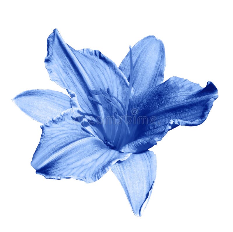 Fleur De Lys Bleu Sur Fond Blanc Isolé Avec Chemin De Coupe. Gros Plan.  Pour La Conception. Image stock - Image du jardin, amour: 210168141