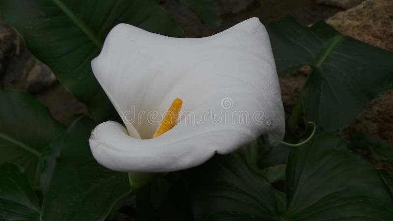 Fleur De Lys Calla Blanche Dans Le Jardin Image stock - Image du fleur,  calla: 224998185