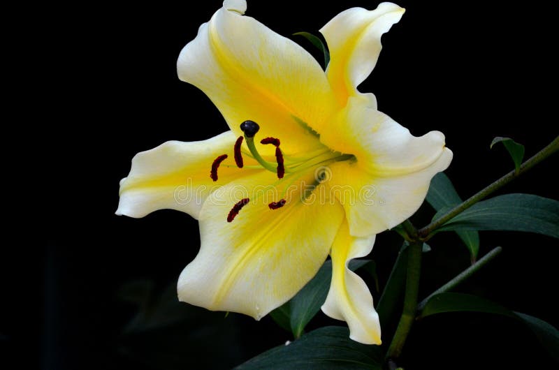 Fleur de lys d'Asie jaune et blanc avec étamine et pistils images stock Fleur de lys d'Asie jaune et blanc avec étamine et pistils images stock