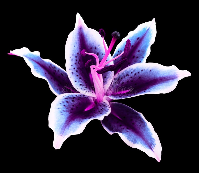 Fleur De Lys Violette Sur Un Fond Noir Isolés Avec Le Chemin De Coupe. Pour  Le Design. Image stock - Image du cadeau, floral: 201621021