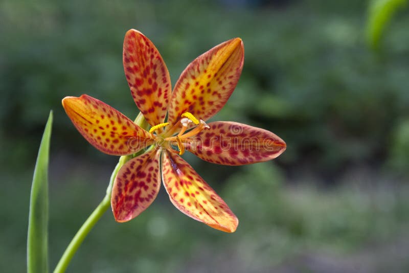  Fleur de léopard image stock