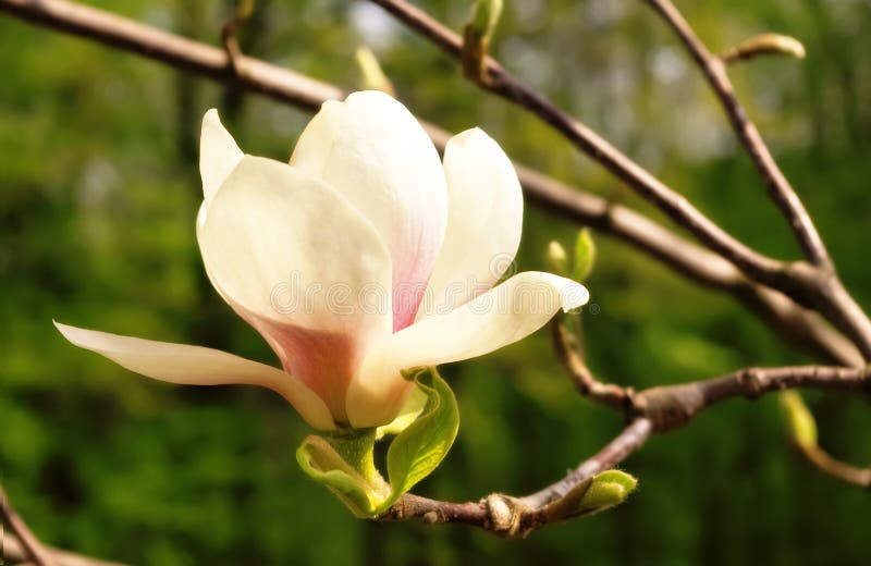 Fleur de magnolia photographie stock libre de droits Fleur de magnolia photographie stock libre de droits