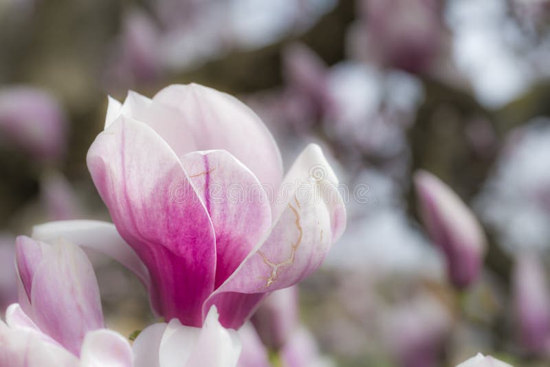 Fleur de magnolia images libres de droits Fleur de magnolia images libres de droits