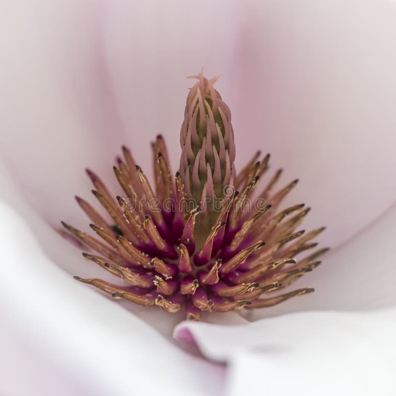 Fleur de magnolia image libre de droits Fleur de magnolia image libre de droits