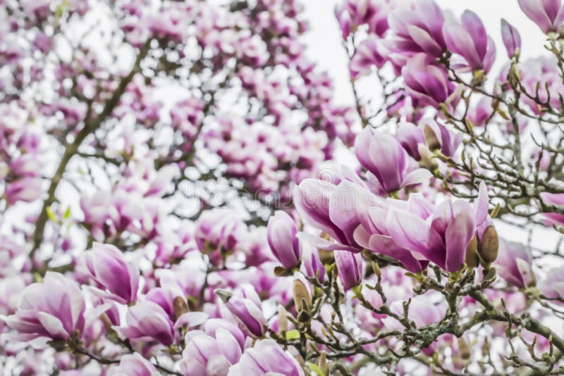 Fleur de magnolia photo libre de droits Fleur de magnolia photo libre de droits