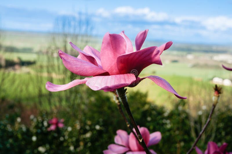 Fleur de magnolia rose vif photos libres de droits