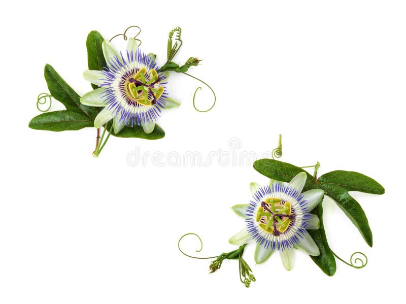 Fleur de passion sur le blanc photos libres de droits Fleur de passion sur le blanc photos libres de droits