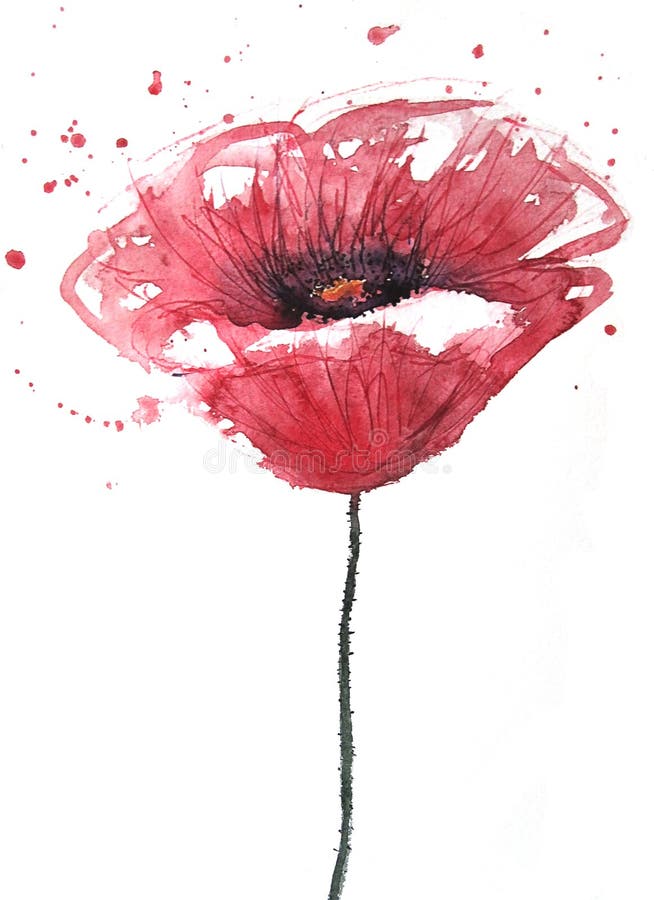 Fleur de pavot, aquarelle illustration stock Fleur de pavot, aquarelle illustration stock
