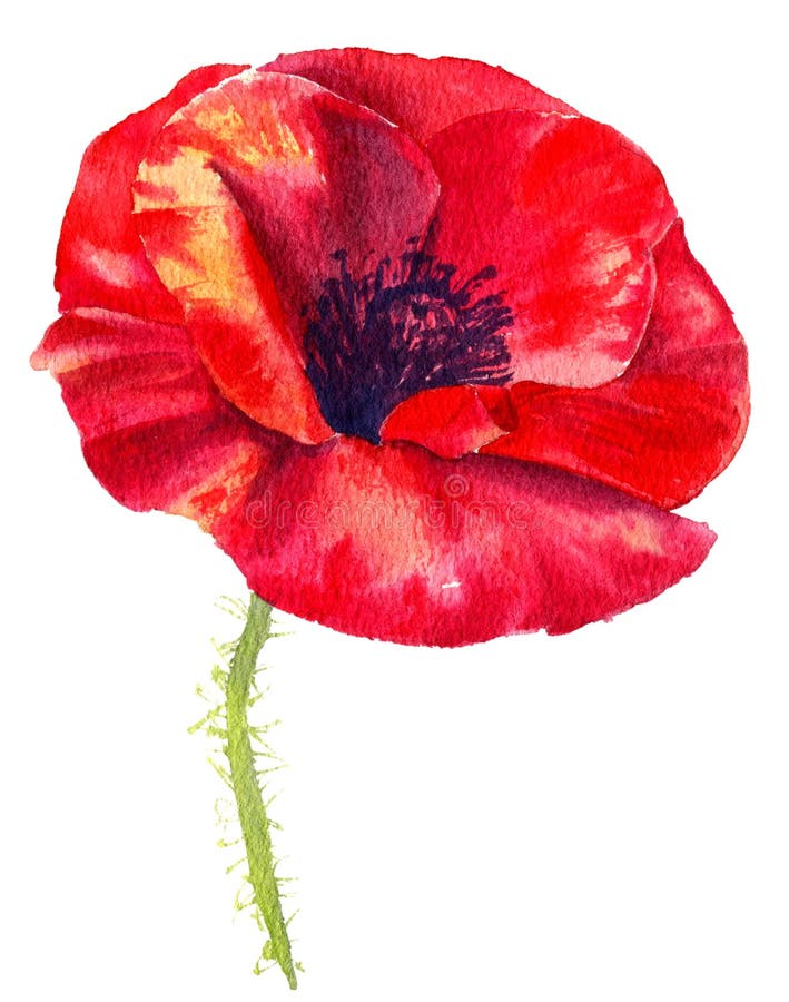 Fleur de pavot de peinture d'aquarelle Fleur d'isolement sur le fond blanc illustration libre de droits Fleur de pavot de peinture d'aquarelle Fleur d'isolement sur le fond blanc illustration libre de droits