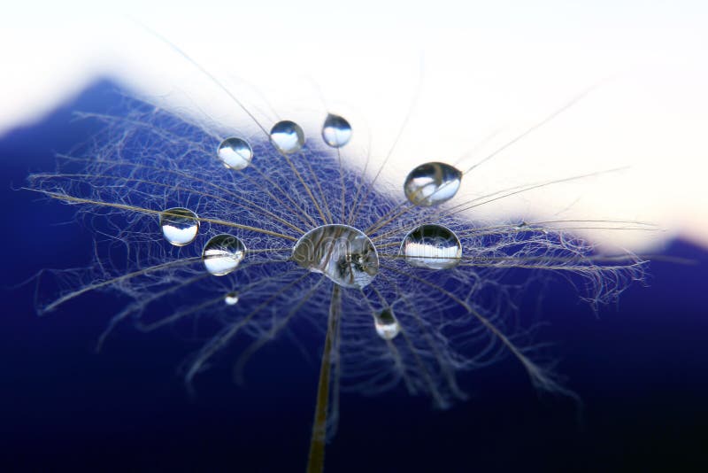 Fleur de pissenlit avec des baisses de l'eau sur un fond de terrain montagneux images libres de droits Fleur de pissenlit avec des baisses de l'eau sur un fond de terrain montagneux images libres de droits