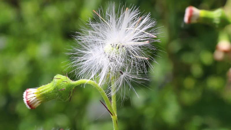 Fleur de pissenlit dans le matin venteux