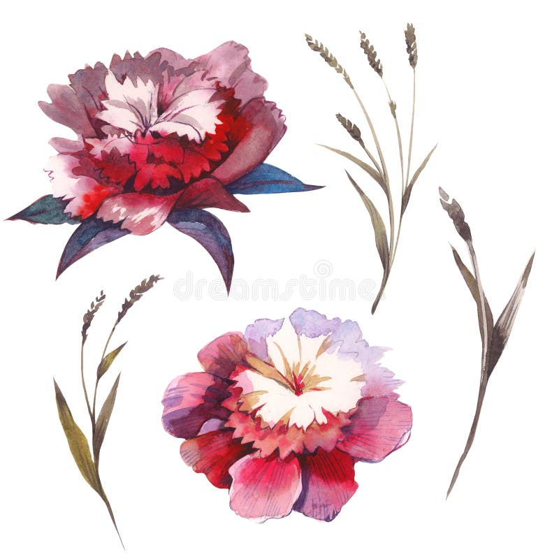 Fleur de pivoine de Wildflower dans un style d'aquarelle d'isolement illustration de vecteur Fleur de pivoine de Wildflower dans un style d'aquarelle d'isolement illustration de vecteur