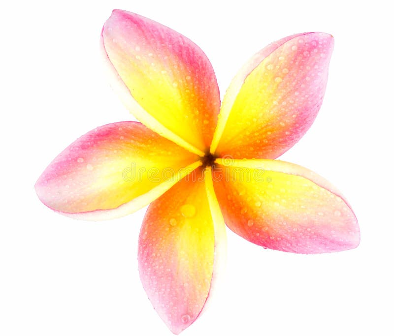 Fleur de Plumeria photo stock Fleur de Plumeria photo stock