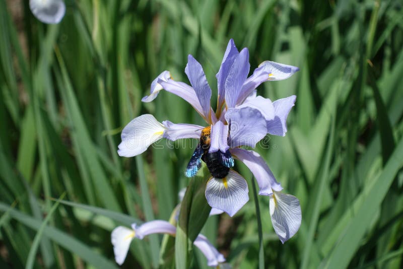 Fleur de pollination d'abeille de charpentier d'iris de papillon photos libres de droits Fleur de pollination d'abeille de charpentier d'iris de papillon photos libres de droits