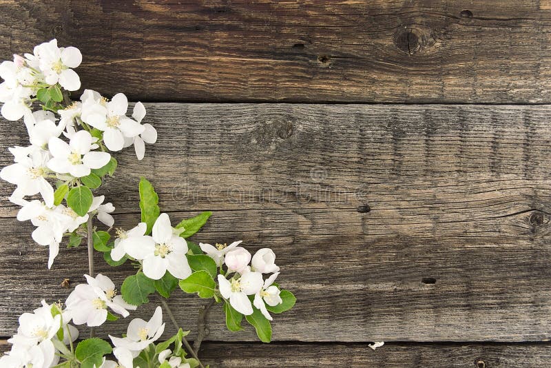 Fleur de pommier de ressort sur le fond en bois rustique images stock Fleur de pommier de ressort sur le fond en bois rustique images stock