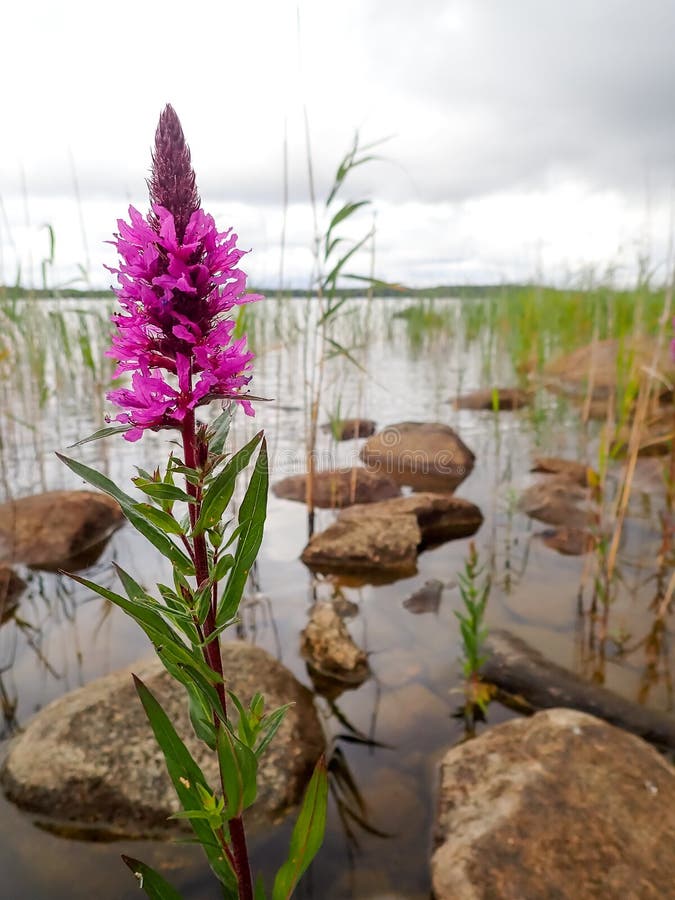 Purple-loosestrife flower at the shore of a lake. Purple-loosestrife flower at the shore of a lake.