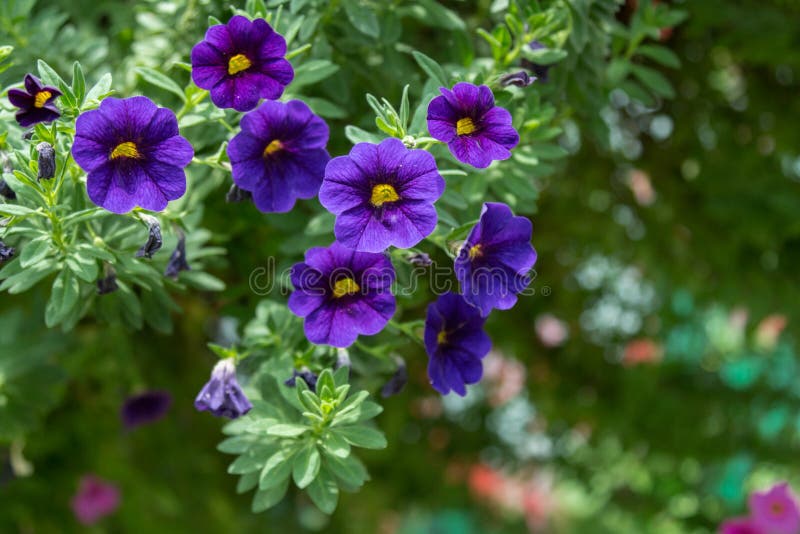 Fleur de pétunia au jardin, à l'arrière-plan de nature ou au papier peint image libre de droits Fleur de pétunia au jardin, à l'arrière-plan de nature ou au papier peint image libre de droits
