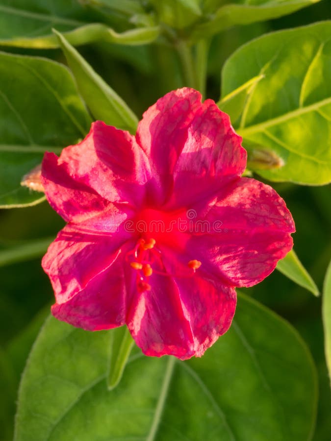 Fleur de quatreheure photo stock. Image du zone, idyllique 34064930