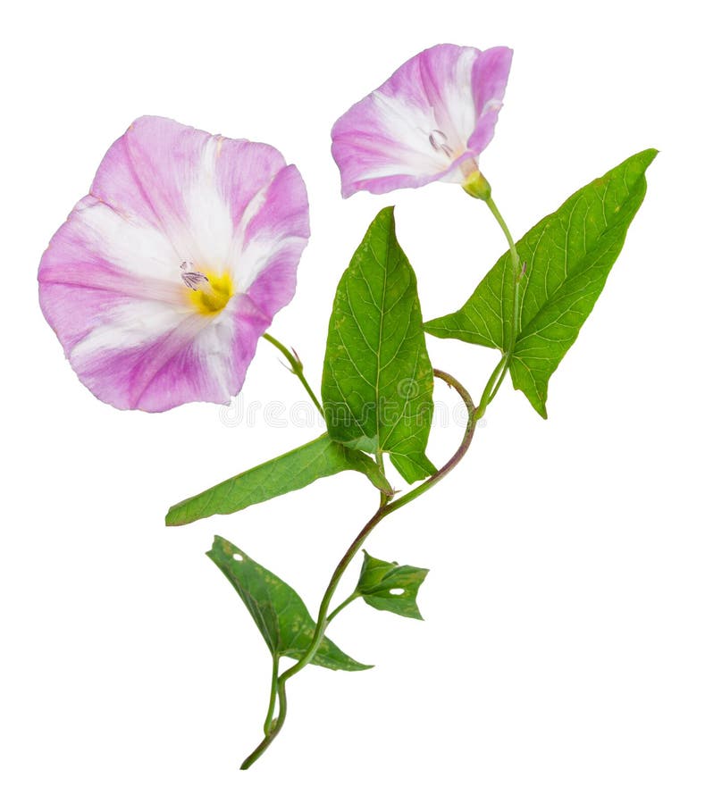 Fleur Violette D'un Liseron Photo stock - Image du gloire, herbe: 63209182