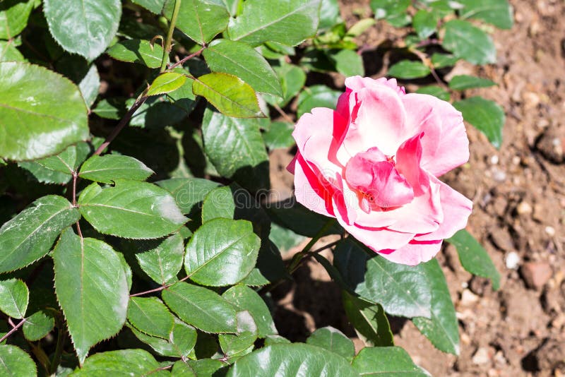 fleur de rose de rose sur le buisson vert dans le jardin image stock fleur de rose de rose sur le buisson vert dans le jardin image stock