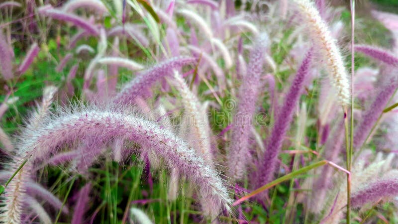 Fleur De Roseau Avec Des Feuilles Au Champ De Jardin. Photo stock - Image  du herbe, zone: 171800894