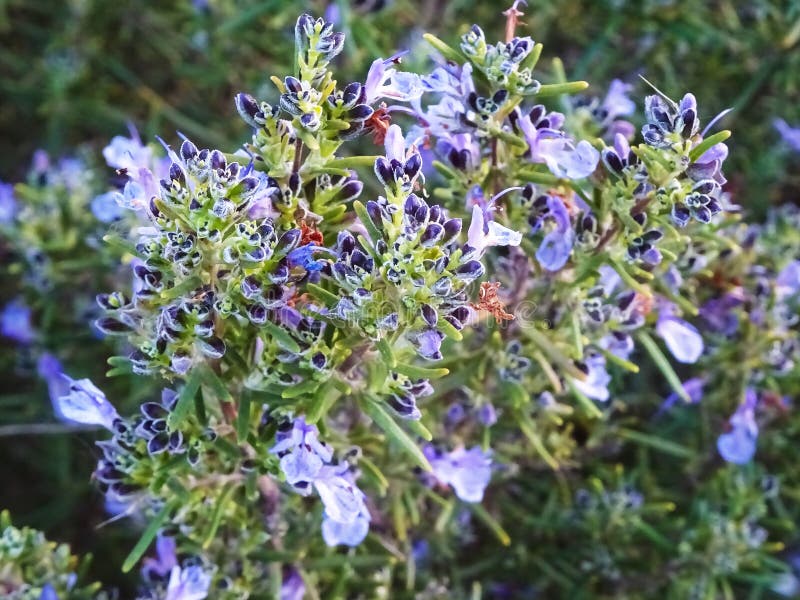 Fleur de Rosemary dans la pleine splendeur photos libres de droits Fleur de Rosemary dans la pleine splendeur photos libres de droits