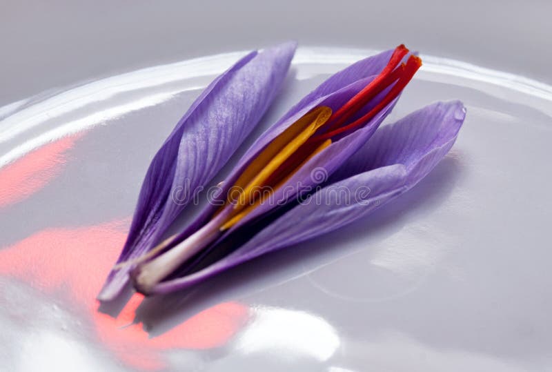 Fleur de safran de safran, disséquée