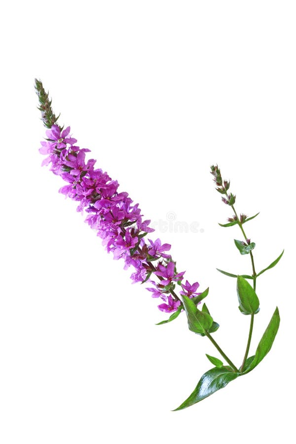 Lythrum salicaria (Purple Loosestrife) wild flower isolated on white background. Lythrum salicaria (Purple Loosestrife) wild flower isolated on white background