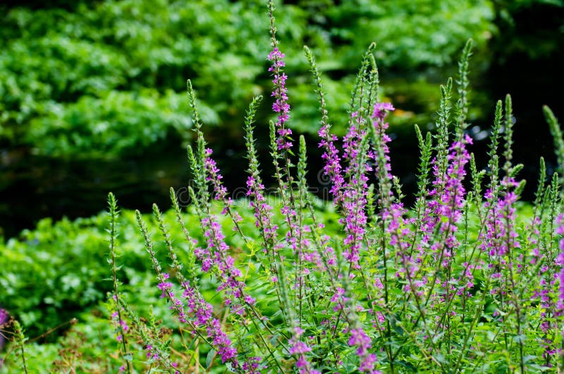 Detail of a plant Lythrum salicaria. Detail of a plant Lythrum salicaria