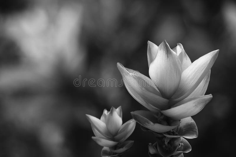 Fleur de Siam Tulip noire et blanche photos stock Fleur de Siam Tulip noire et blanche photos stock