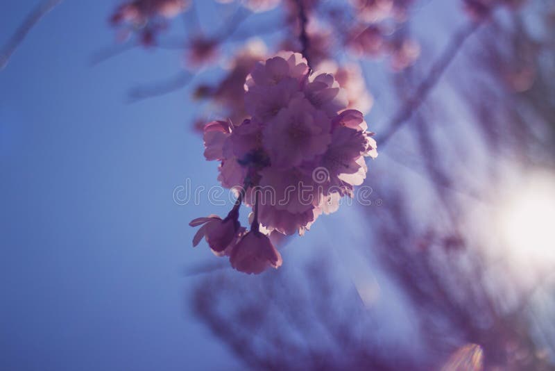Fleur de source images libres de droits Fleur de source images libres de droits