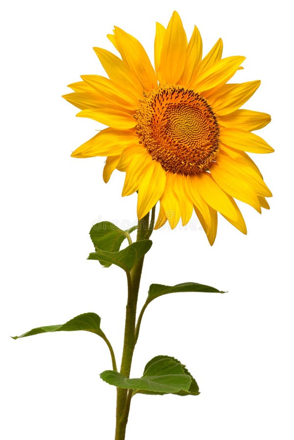 Fleur de tournesol d'isolement sur le fond blanc Graines et pétrole photo stock Fleur de tournesol d'isolement sur le fond blanc Graines et pétrole photo stock