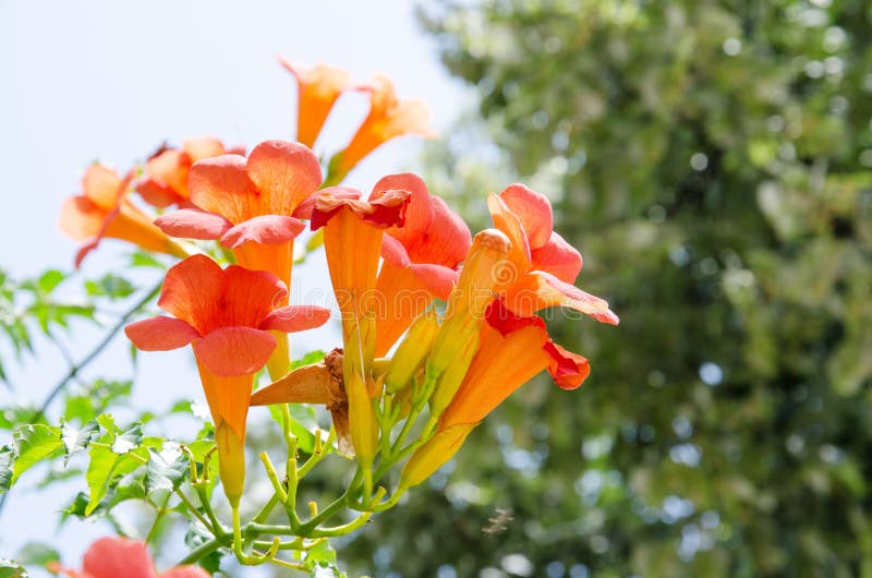 Fleur De Trompette Orange Méditerranéenne Photo stock - Image du symbole,  climat: 37578648