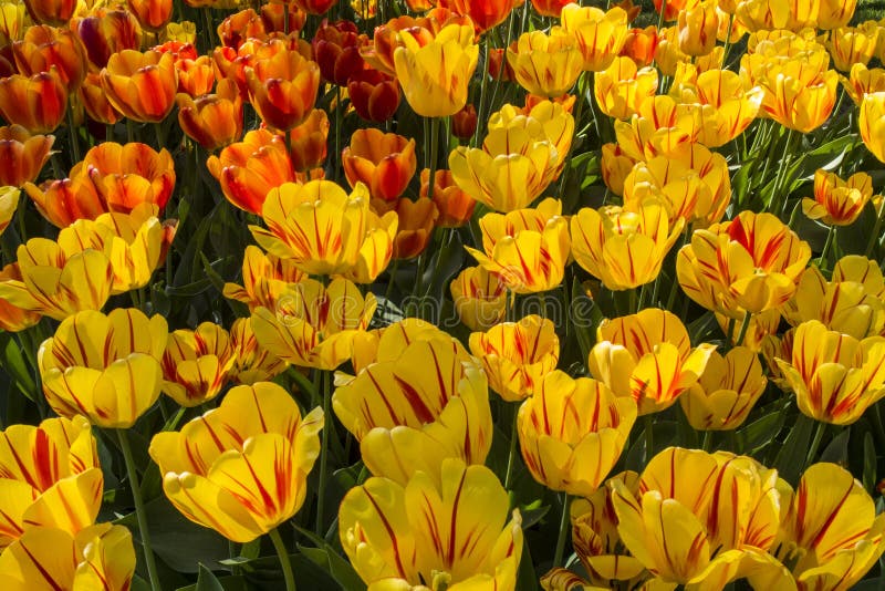 Fleur de tulipe Beau bouquet des tulipes Tulipes colorées photo stock Fleur de tulipe Beau bouquet des tulipes Tulipes colorées photo stock