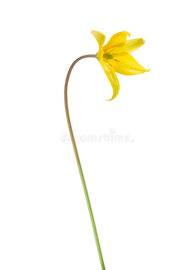 Fleur de tulipe sauvage jaune isolée sur fond blanc. tulipa sylvestris images stock