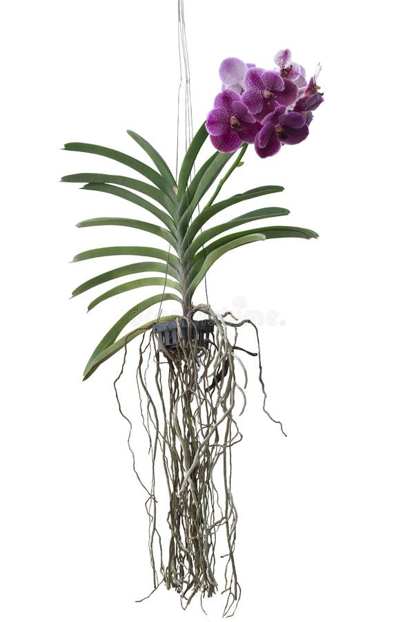 Fleur D'orchidée Violette Et Blanche Pendante Dans Un Pot En Plastique Noir  Isolé Sur Fond Blanc Inclus Chemin D'écrêtage. Photo stock - Image du  arrêter, découpage: 248310554