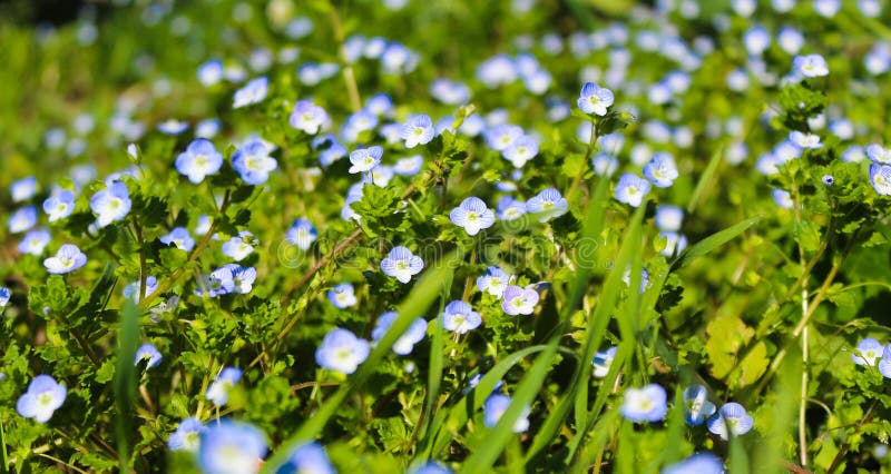 Fleur de Veronica, pré bleu images libres de droits Fleur de Veronica, pré bleu images libres de droits
