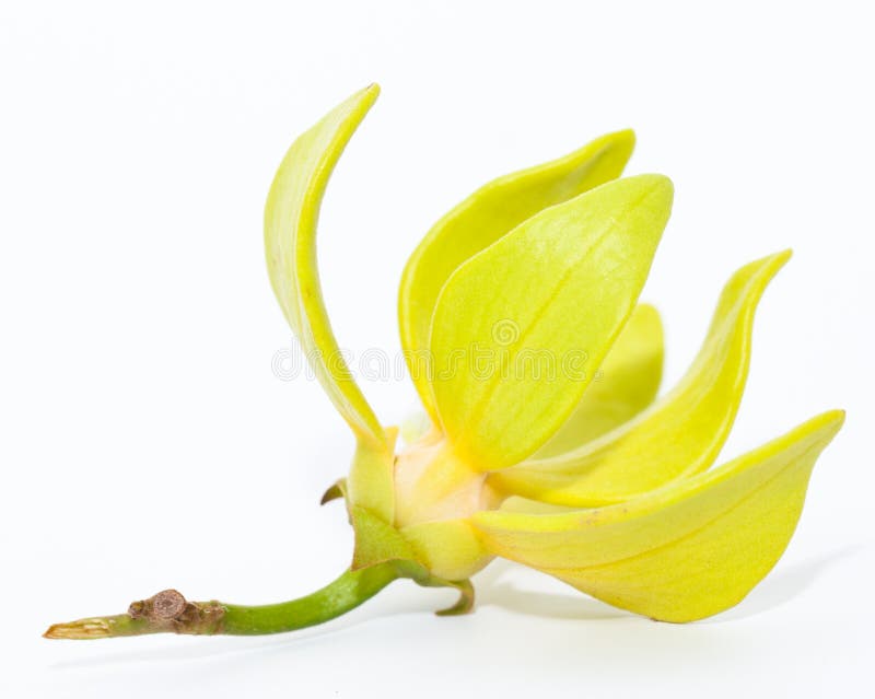 Fleur de ylangylang photo stock. Image du parfumerie 27121652