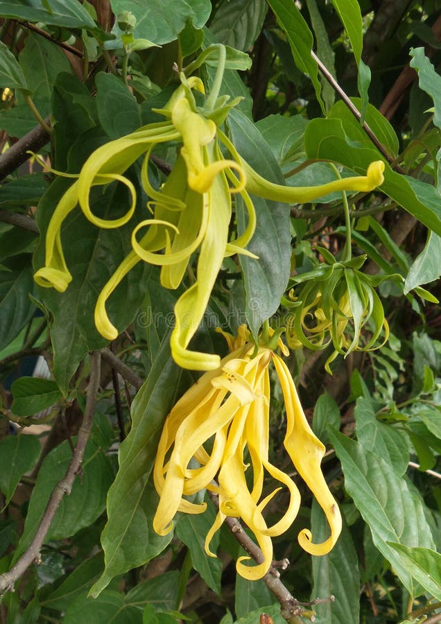Fleur de ylangylang photo stock. Image du essentiel 33859300