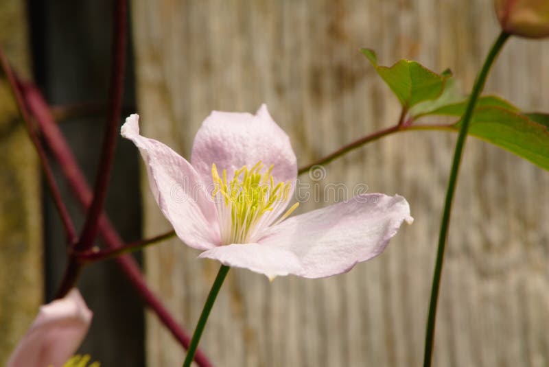 Fleur du Montana des clématites “ photo stock Fleur du Montana des clématites “ photo stock