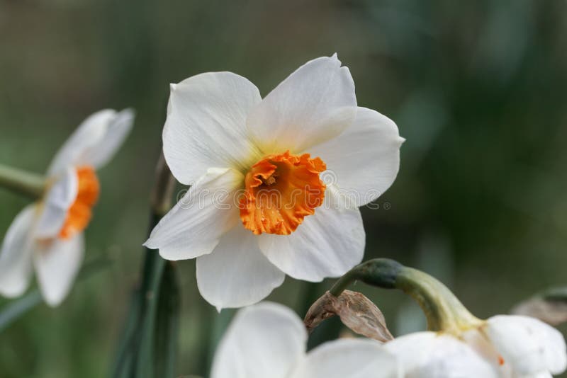 Fleur Du Petit Narcisse Ã©vasÃ© Barret Browning Image stock - Image du  jonquilles, chapeau: 144950455