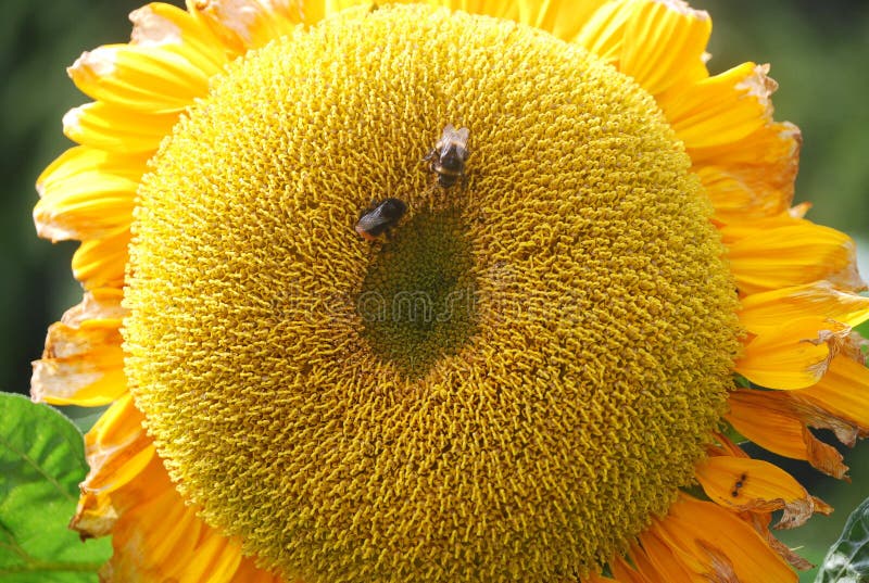 Fleur du soleil d'abeilles de miel images libres de droits Fleur du soleil d'abeilles de miel images libres de droits