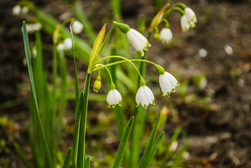 Fleur ensoleill?e du muguet image libre de droits Fleur ensoleill?e du muguet image libre de droits